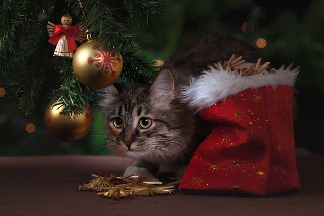 kočka o vánocích